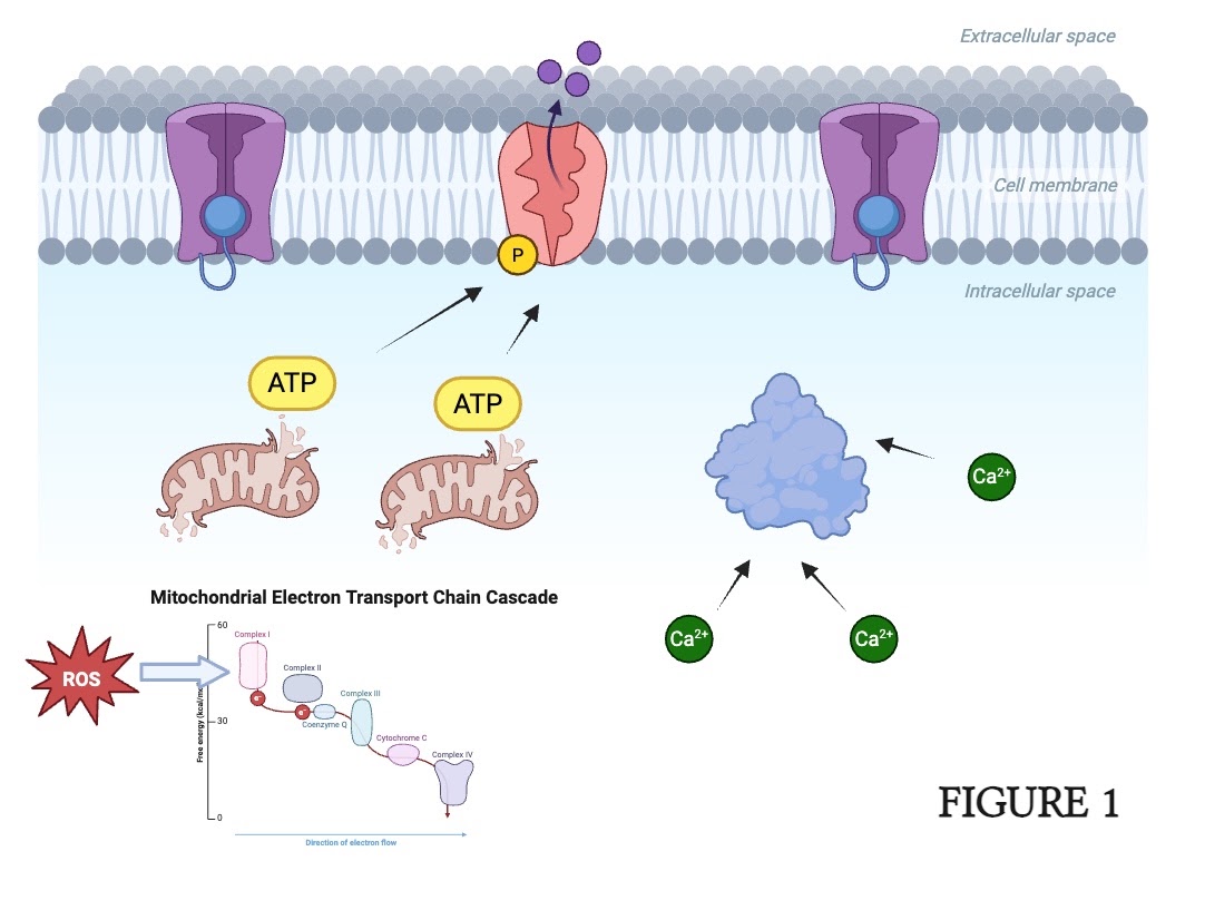 Neurospike FRO executive summary visual
